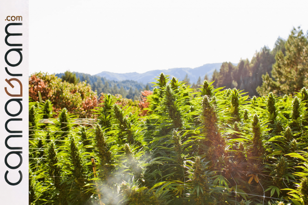 Outdoor California cannabis cultivation surrounded by mountains and autumn foliage