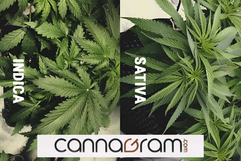 Indica and Sativa cannabis plants compared side by side